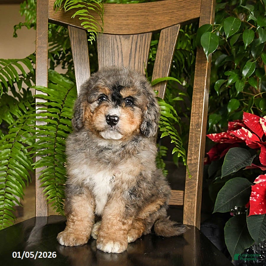 Mini Bernedoodle dogs Thor - Ad 16