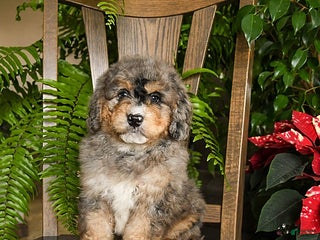 Mini Bernedoodle dogs Thor - Ad 16