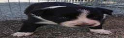 Border Collie dogs for sale: REBA - Ad 10
