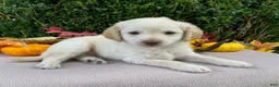 Miniature Labradoodle dogs for sale: Kenny - Ad 3