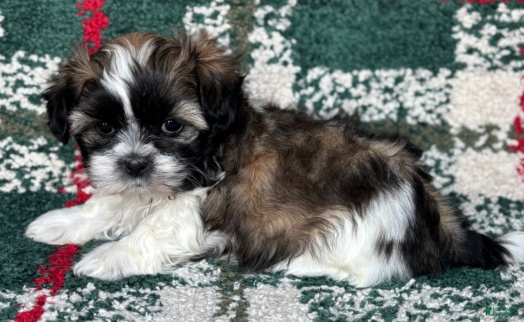 Shih Tzu dogs for sale: Dasher - Ad 3