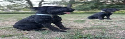 Giant Schnauzer dogs for sale: Mouse - Ad 24