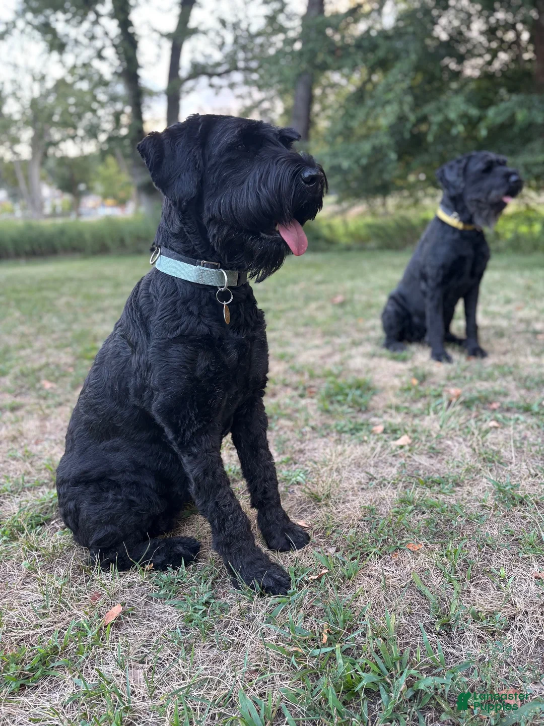 Giant Schnauzer dogs for sale: Mouse - Ad 24