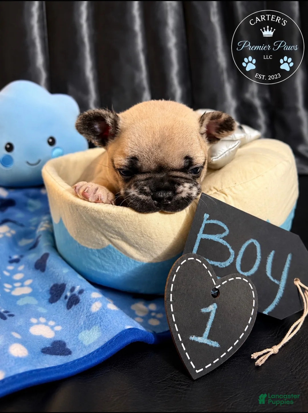 French Bulldog dogs for sale: French Bulldog 6 butterball - Ad 1