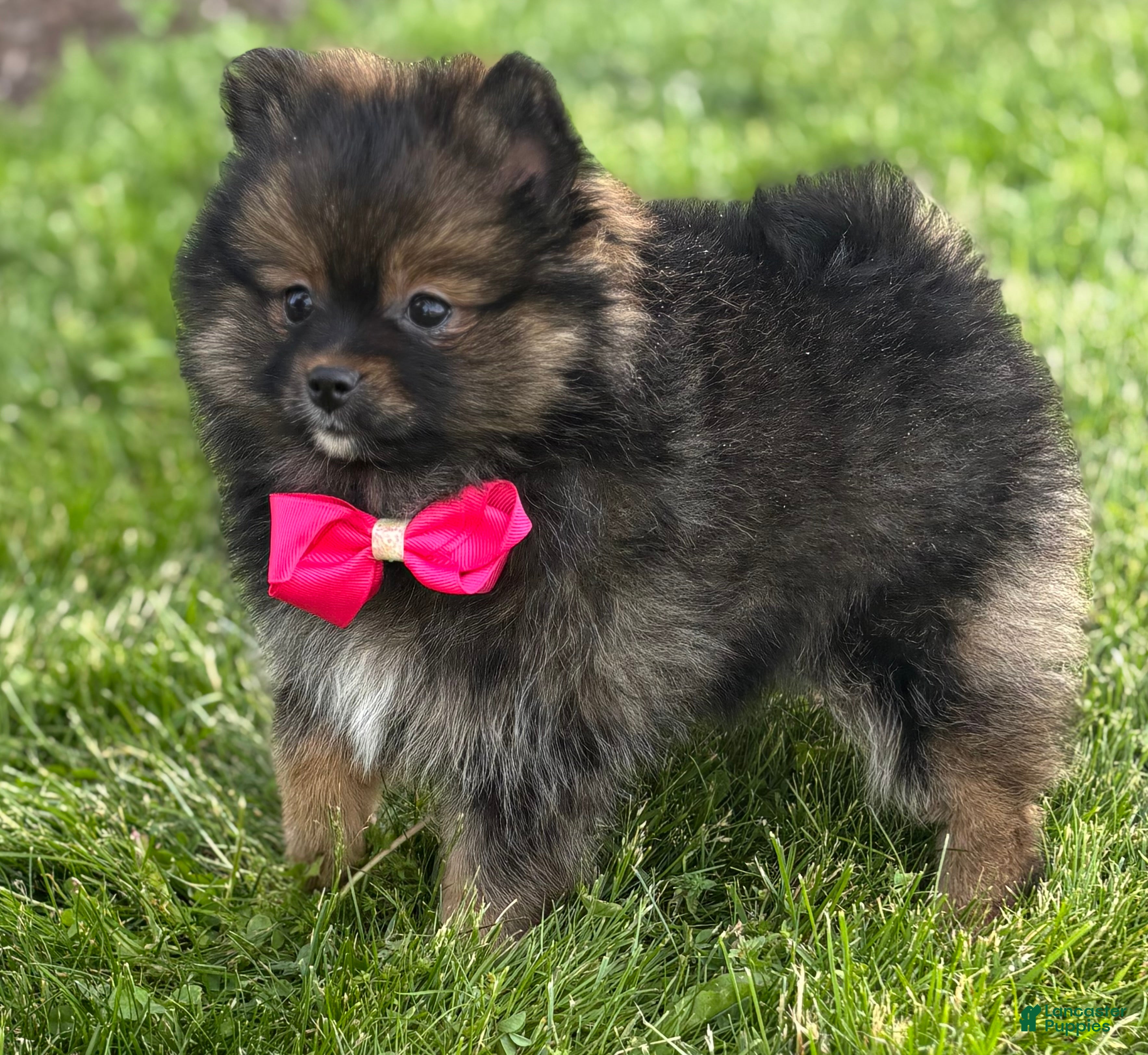Pomeranian dogs for sale: Muffin  - Ad 3