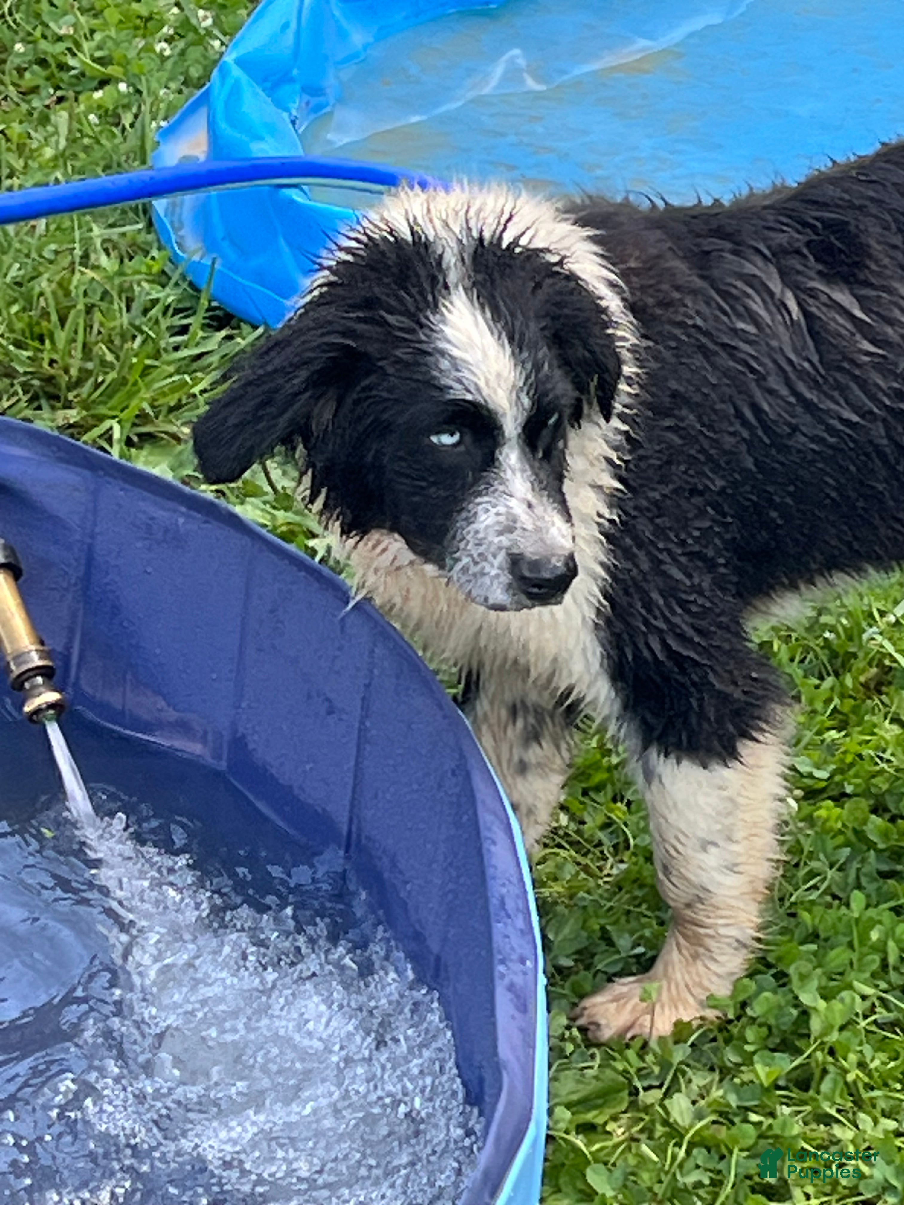 Australian Shepherd dogs Australian Shepherd Puppy 2 - Ad 2