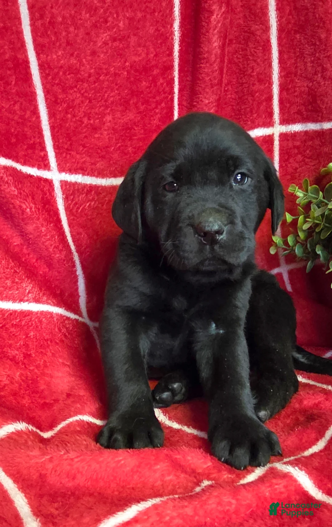 Labrador Retriever dogs for sale: Gunner - Ad 3