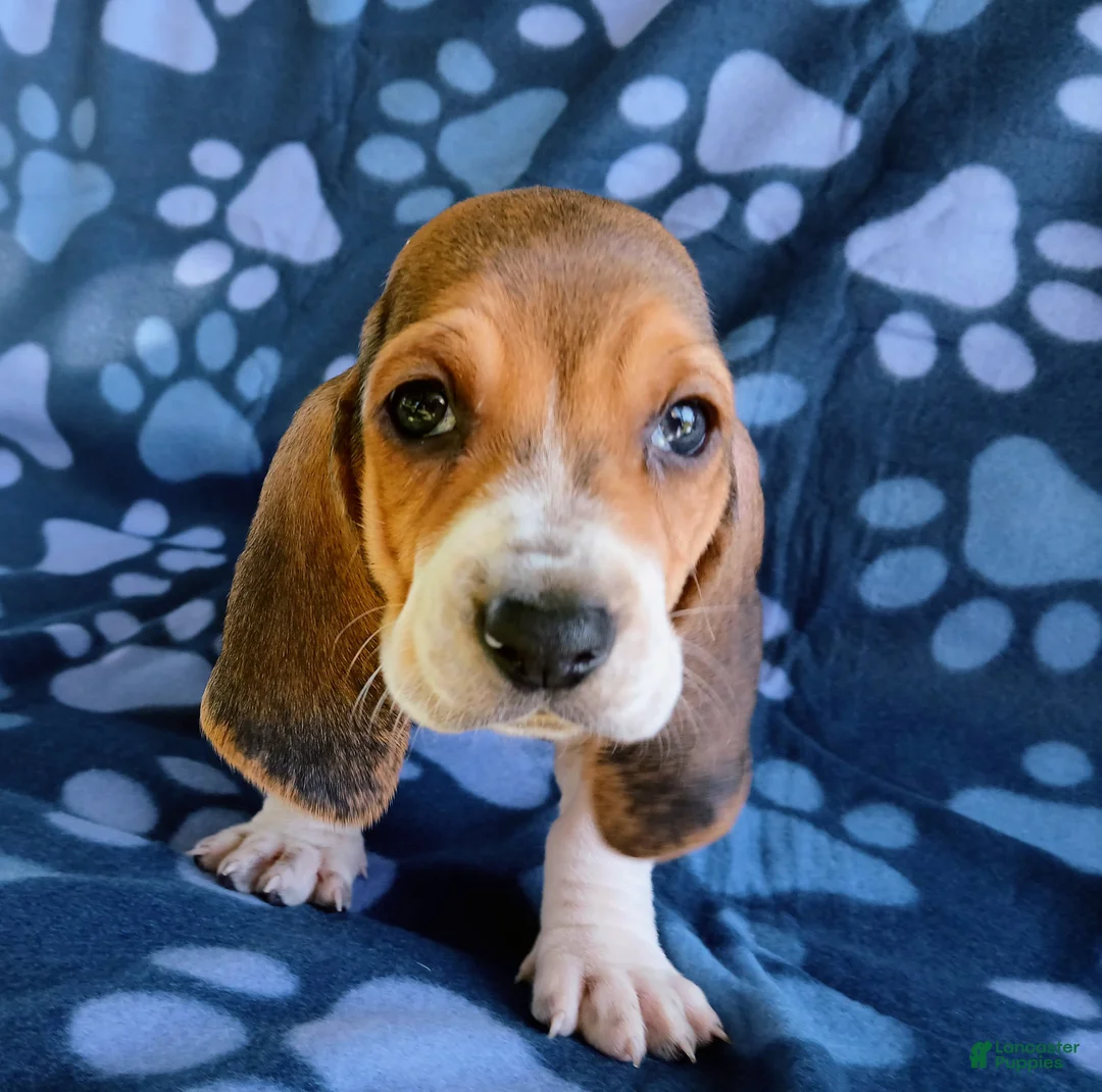 Basset Hound dogs for sale: Everest  - Ad 2