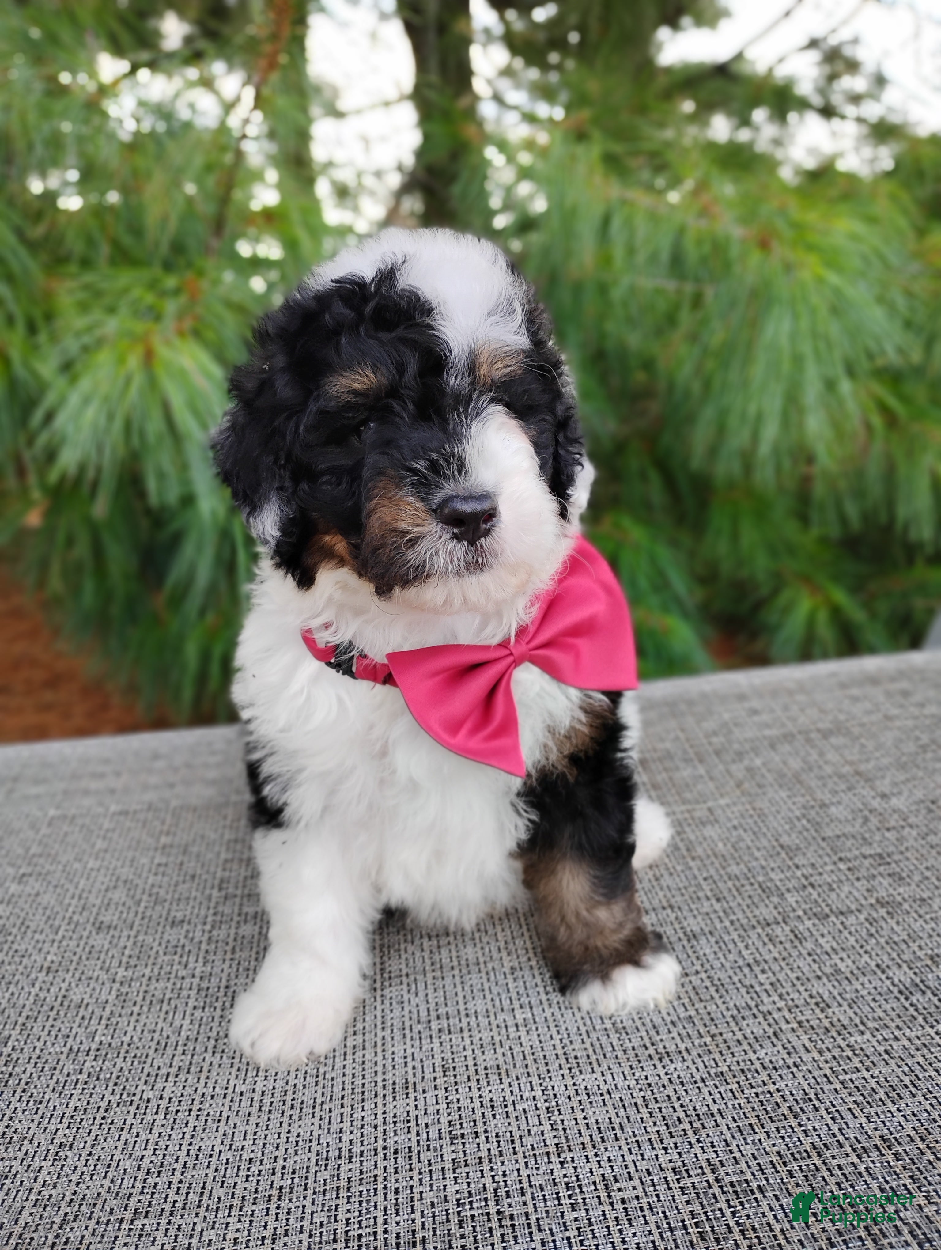 Bernedoodle dogs Truffle - Ad 2