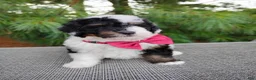 Bernedoodle dogs for sale: Truffle - Ad 2