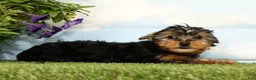 Yorkshire Terrier dogs for sale: Kylan - Ad 3