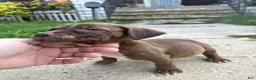 American Bully dogs for sale: Prince - Ad 6