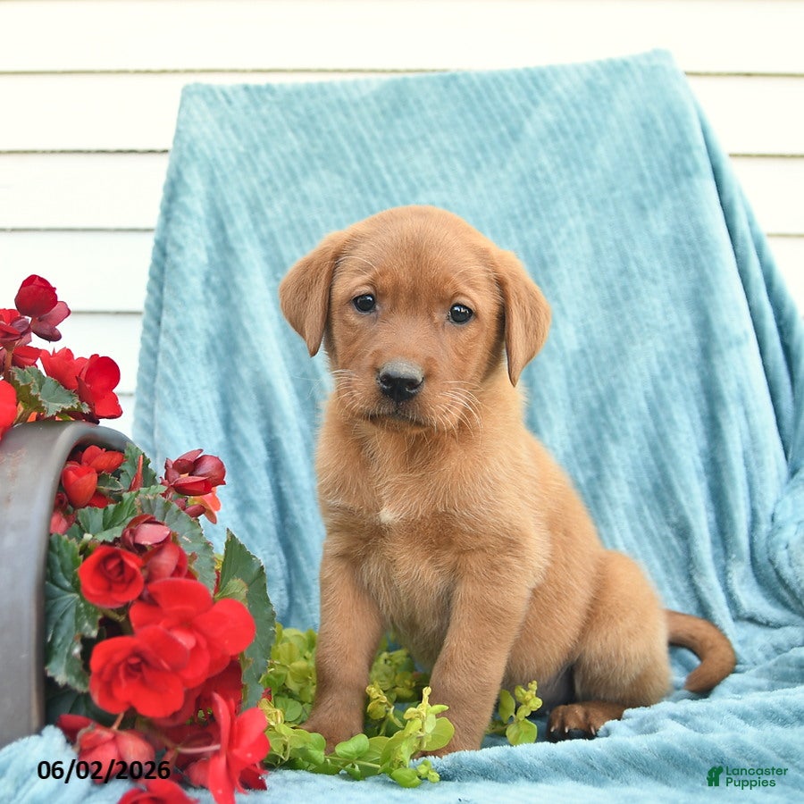 Labrador Retriever dogs for sale: Marmalade - Ad 4