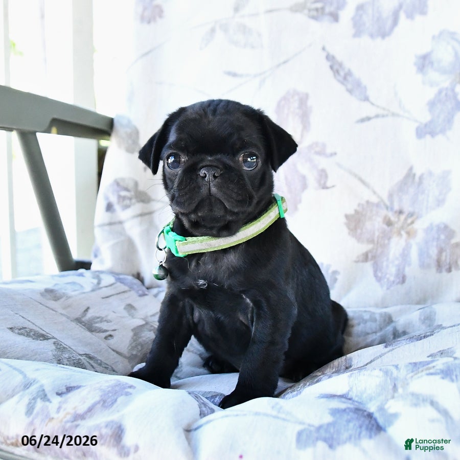 Pug dogs Mike - Ad 1