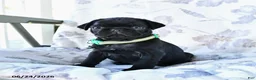 Pug dogs for sale: Mike - Ad 1