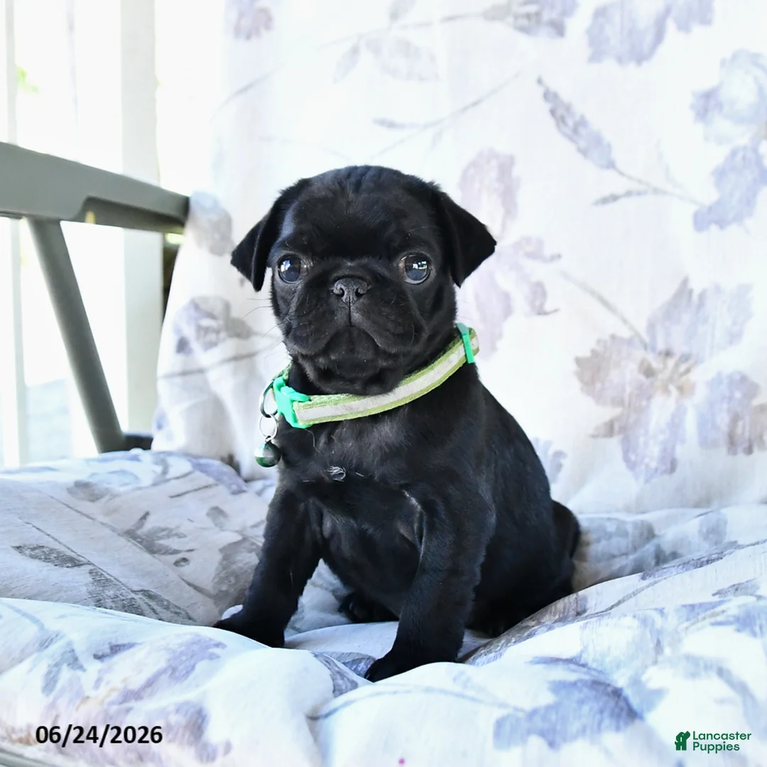 Pug dogs for sale: Mike - Ad 1