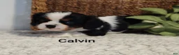 Cavalier King Charles Spaniel dogs for sale: Calvin - Ad 3