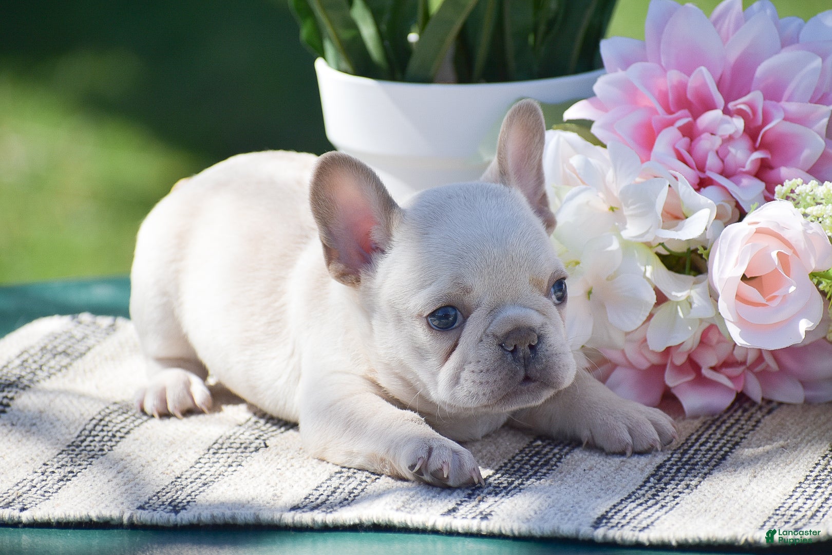 French Bulldog dogs Sunflower - Ad 2