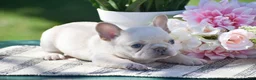 French Bulldog dogs for sale: Sunflower - Ad 2