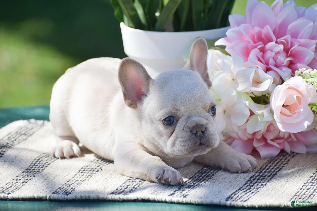 French Bulldog dogs for sale: Sunflower - Ad 2