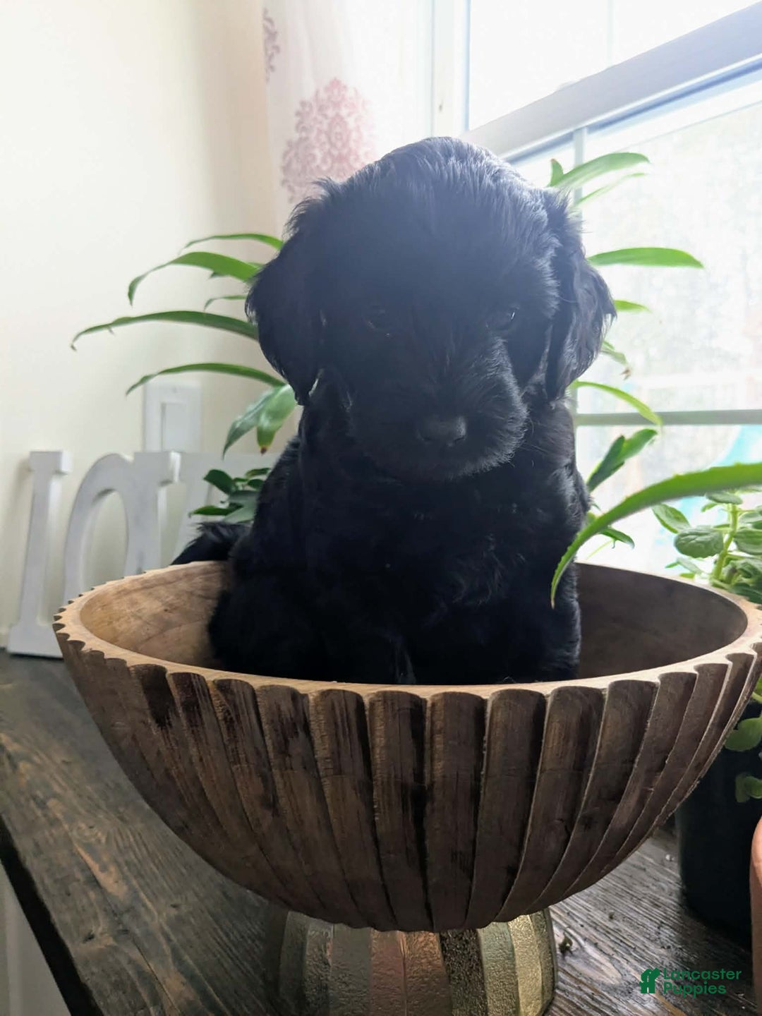 Goldendoodle dogs for sale: Golden Mountain Doodle Puppy 4 - Ad 2