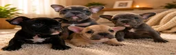 American Bully dogs for sale: Haze - Ad 8