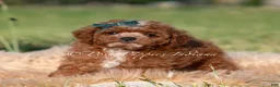 Mini Goldendoodle dogs for sale: Tiny Waffles F1BB - Ad 4