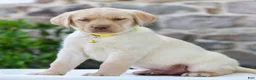 Labrador Retriever dogs for sale: Tucker  - Ad 1