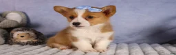 Welsh Corgi Pembroke dogs for sale: Barry🐾 - Ad 1