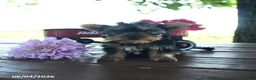 Yorkshire Terrier dogs for sale: Tessy - Ad 8