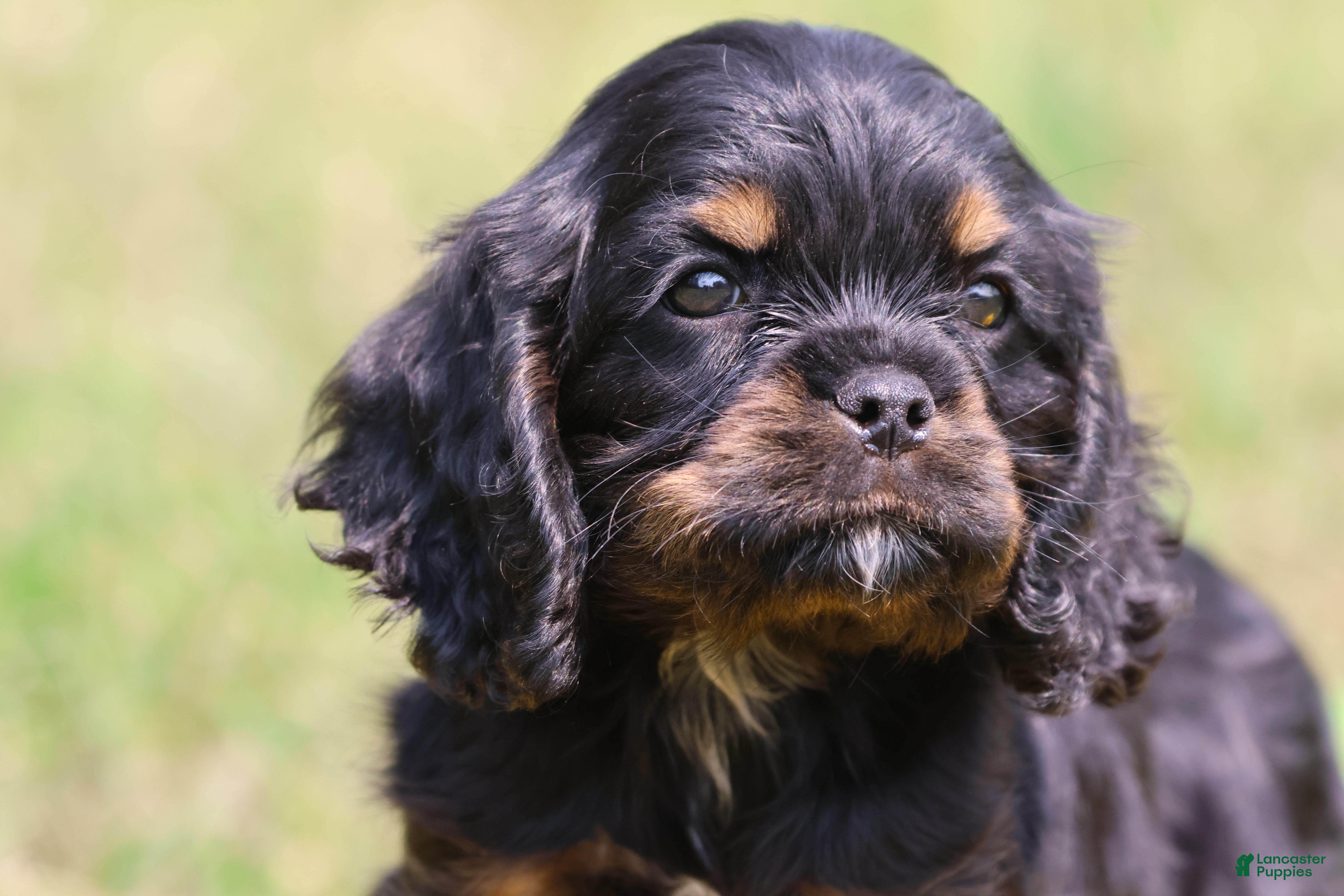Mixed Breed dogs Sally - Ad 2