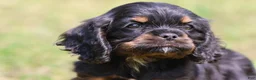 Mixed Breed dogs for sale: Sally - Ad 2