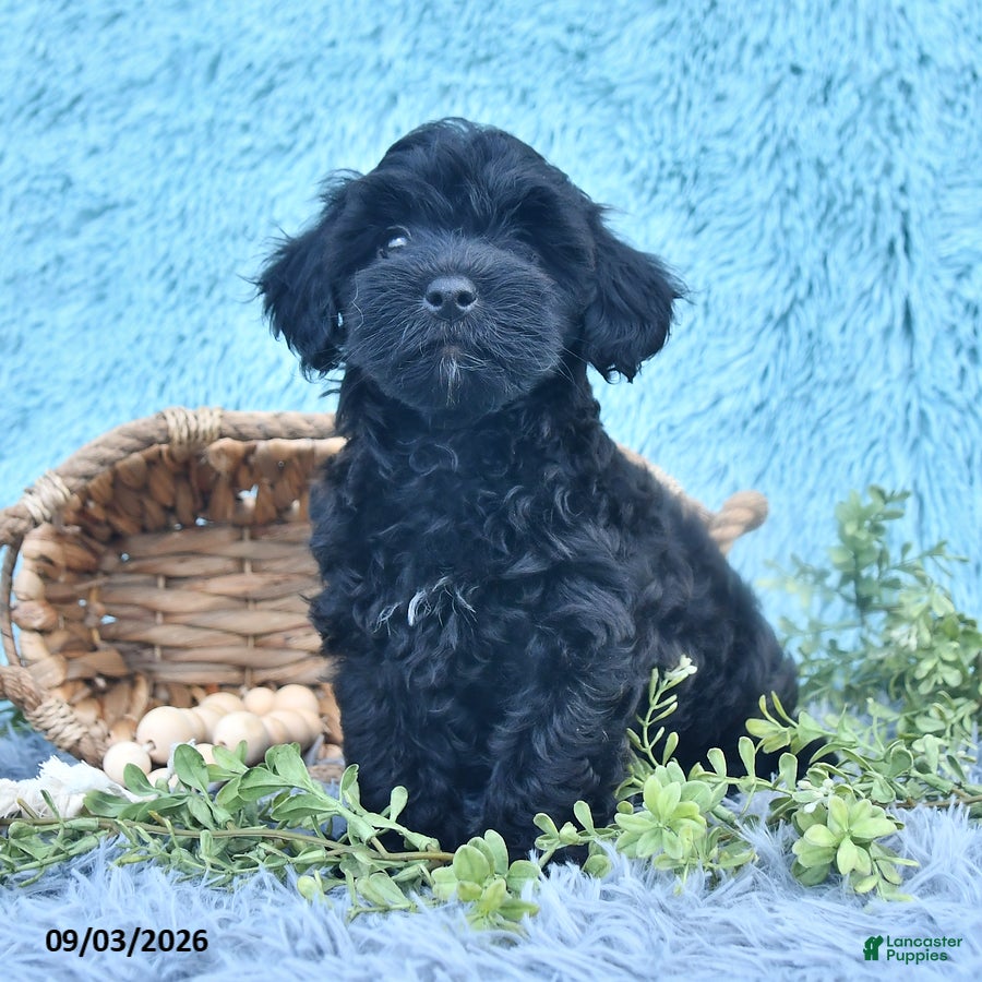 Havapoo dogs Midnight - Ad 2
