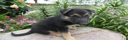 German Shepherd dogs for sale: German Shepherd Jethro 8 - Ad 2