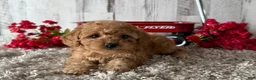 Toy Poodle dogs for sale: Victor - Ad 1