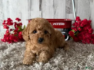 Toy Poodle dogs Victor - Ad 24