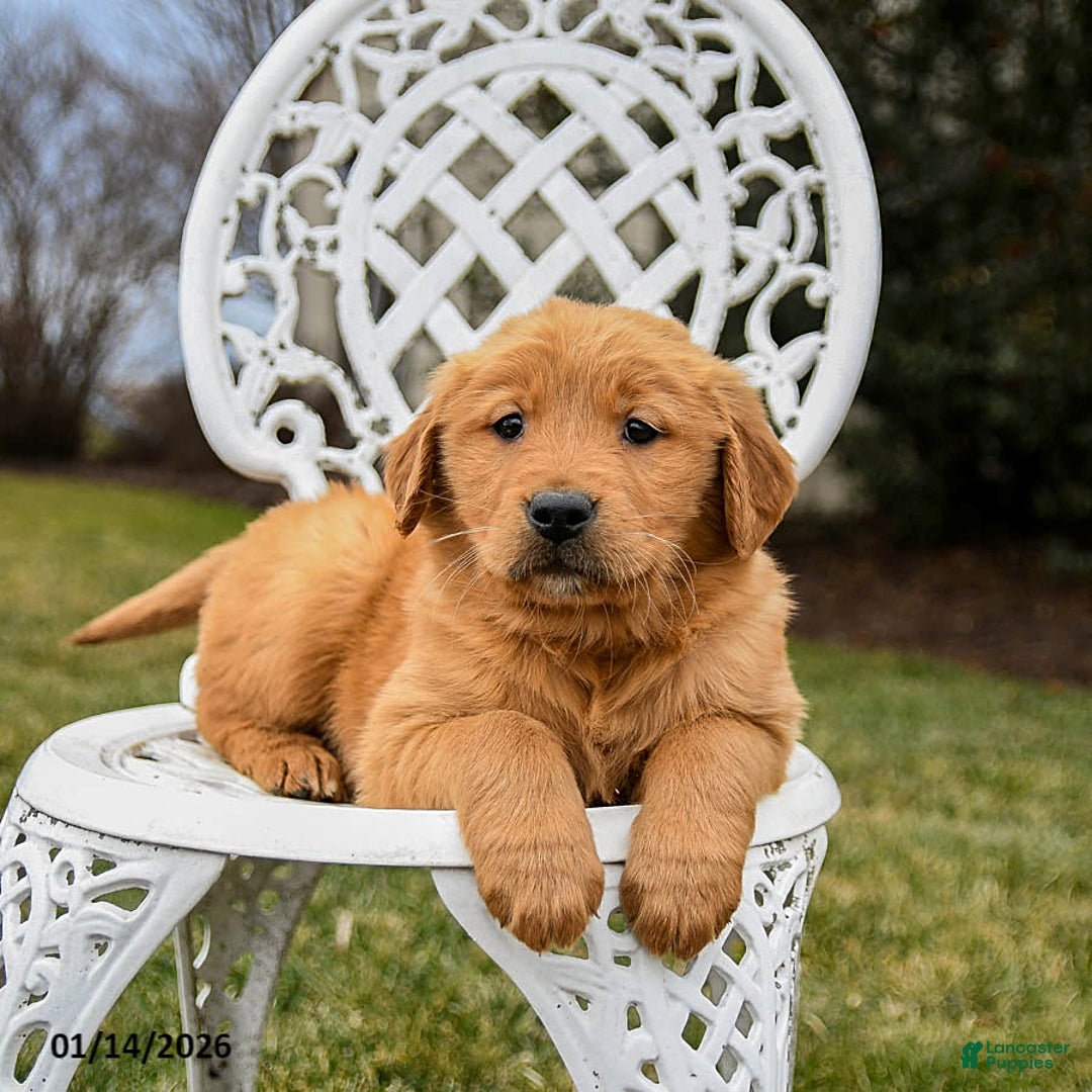 Golden Retriever dogs for sale: Penelope - Ad 3
