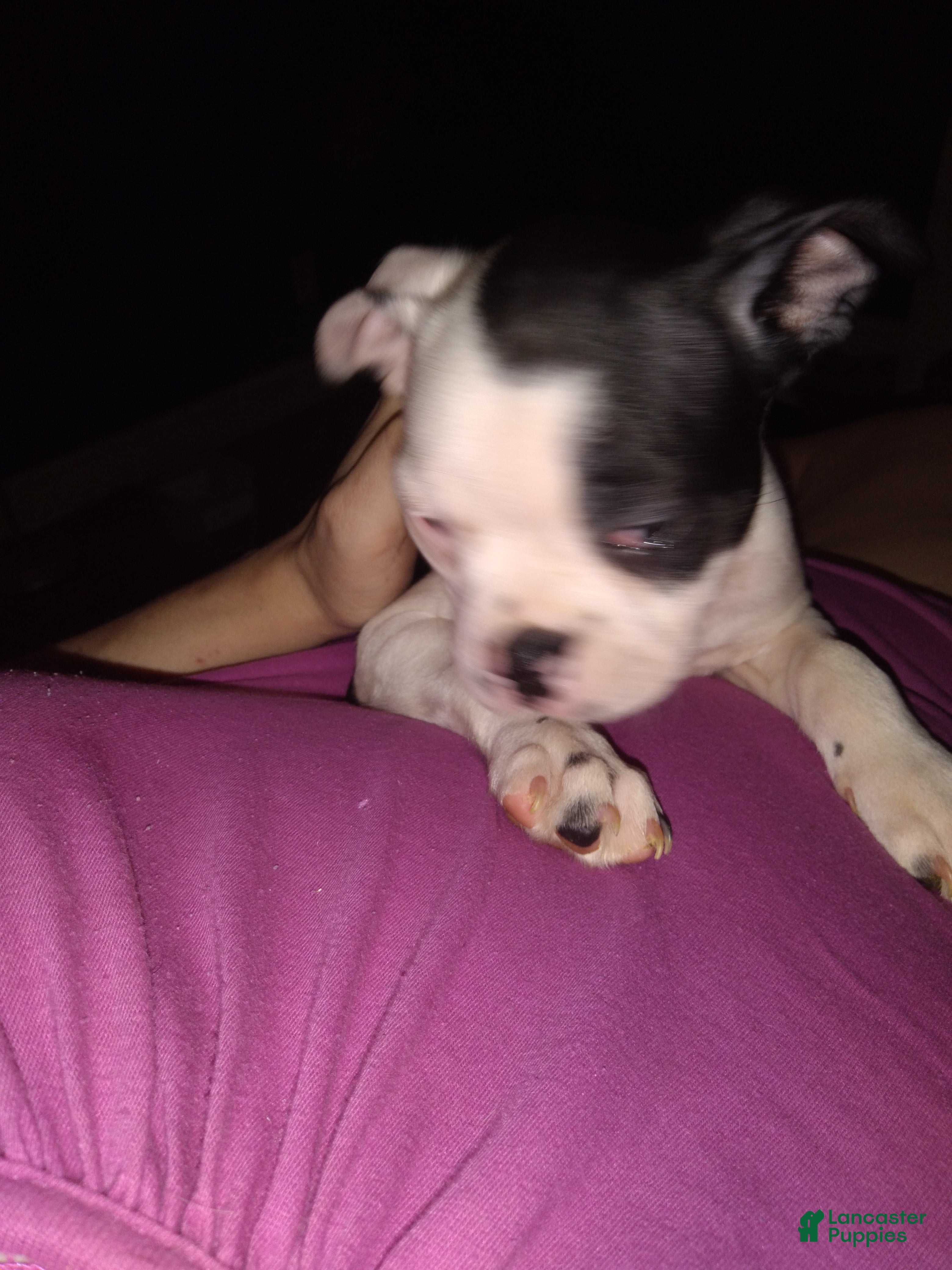 Boston Terrier dogs Dint Boston Terrier 5 - Ad 22