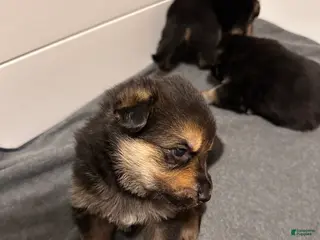 German Shepherd dogs German Shepherd Puppy 1 - Ad 4