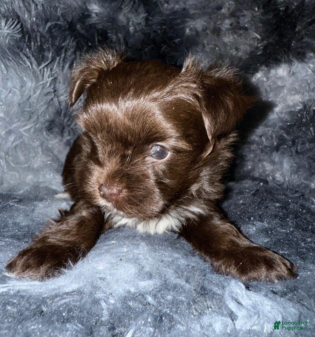 Yorkshire Terrier dogs for sale: Handsome - Ad 4
