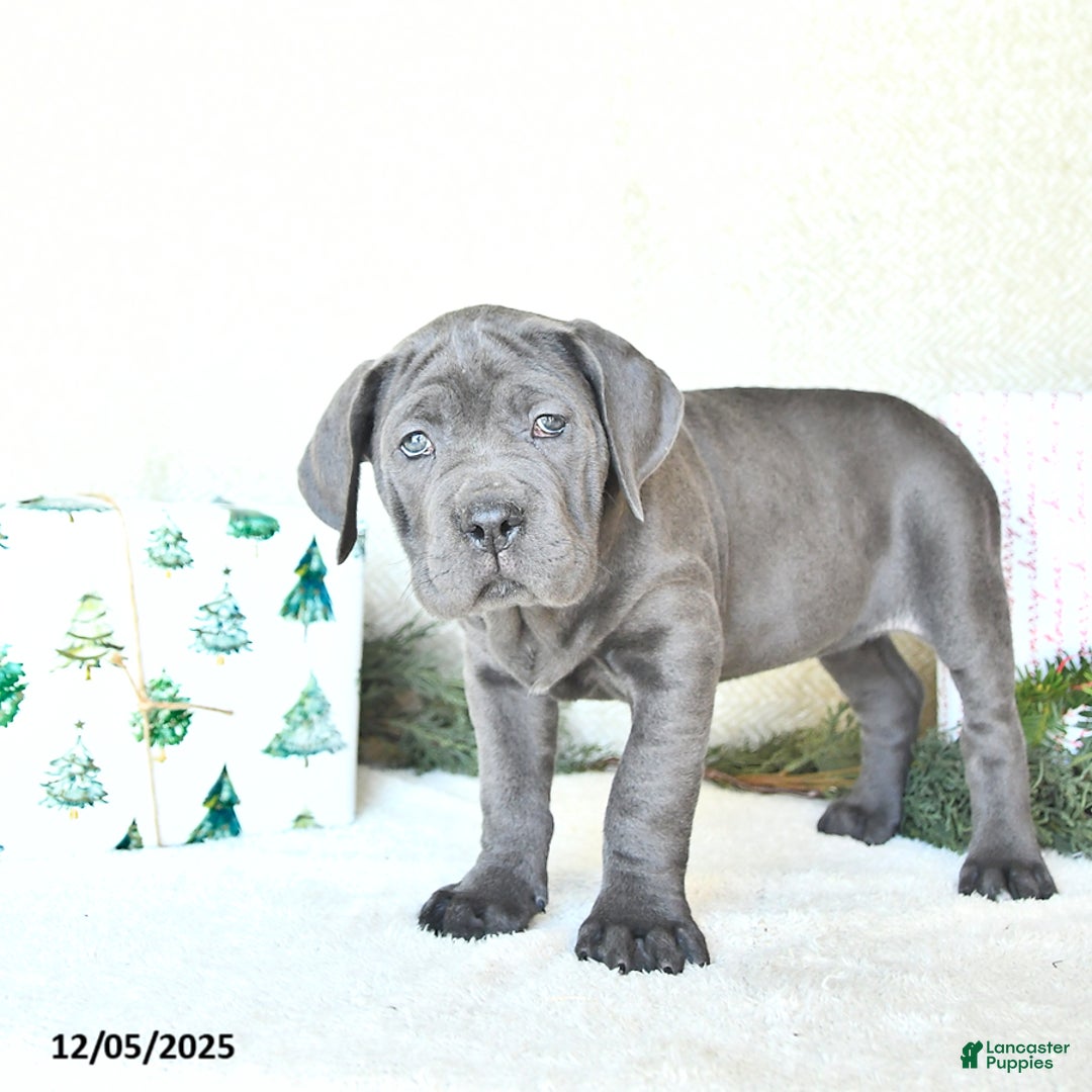 Cane Corso dogs for sale: Nova - Ad 2