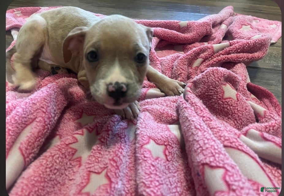 American Pit Bull Terrier dogs American Pit Bull Terrier 6 - Ad 4