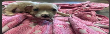 American Pit Bull Terrier 6