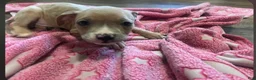 American Pit Bull Terrier dogs for sale: American Pit Bull Terrier 6 - Ad 1