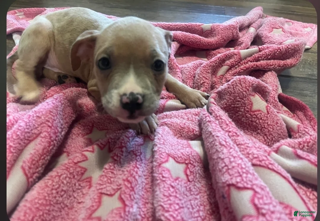 American Pit Bull Terrier dogs for sale: American Pit Bull Terrier 6 - Ad 1