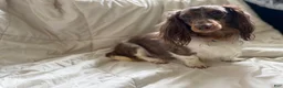 Miniature Dachshund dogs for sale: Miniature Dachshund long coat dapple - Ad 4
