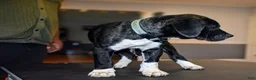 Presa Canario dogs for sale: Ms Green - Ad 4