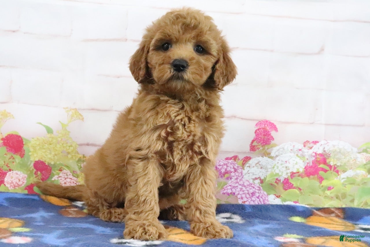 Mini Goldendoodle dogs Fifi - Ad 1
