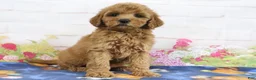 Mini Goldendoodle dogs for sale: Fifi - Ad 1