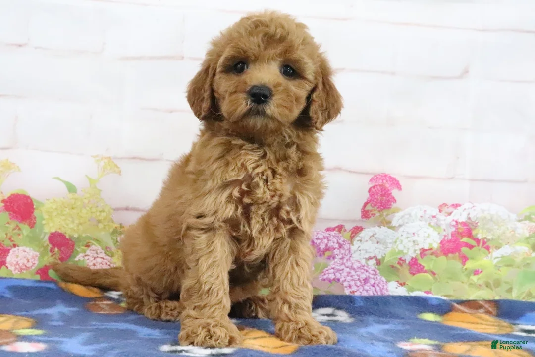 Mini Goldendoodle dogs for sale: Fifi - Ad 1